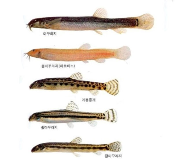 미꾸라지.jpg
